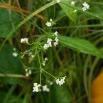 Galium uliginosum flower picture by Alexander Baransky (cc-by-sa)