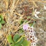 Limonium binervosum flower picture by kyrian medjkal (cc-by-sa)