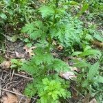 Tanacetum parthenium habit picture by Eileen T (cc-by-sa)