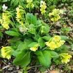 Primula elatior habit picture by Brotanist (cc-by-sa)