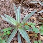 Tradescantia spathacea leaf picture by Matías y Daniel Laaz (cc-by-sa)