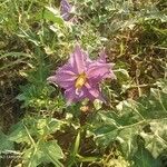 Solanum virginianum flower picture by indu sankhla (cc-by-sa)