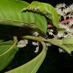 Miconia trinervia flower picture by Nelson Zamora Villalobos (cc-by-nc)