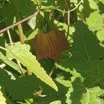 Canarina canariensis flower picture by Sandra Kunze (cc-by-sa)