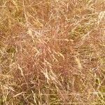 Eragrostis spectabilis flower picture by Aaron Harp (cc-by-sa)