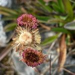 Erigeron ecuadoriensis fruit picture by Fabien Anthelme (cc-by-sa)