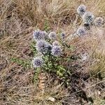 Echinops ritro habit picture by K Ananas (cc-by-sa)