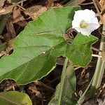 Convolvulus farinosus leaf picture by Maarten Vanhove (cc-by-sa)