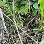 Vicia peregrina leaf picture by Nils Anthelme (cc-by-sa)