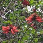 Erythrina variegata habit picture by Dieter Albrecht (cc-by-sa)