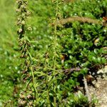 Epipactis helleborine habit picture by Pascal Ollagnier (cc-by-sa)