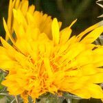 Scolymus grandiflorus flower picture by Martin Bishop (cc-by-sa)