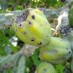 Cylindropuntia imbricata fruit picture by el_smokito el_smokito (cc-by-sa)