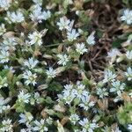 Cerastium pumilum flower picture by Adriaens Tim (cc-by-sa)