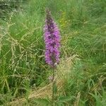 Lythrum salicaria flower picture by Gontarczyk Kacper (cc-by-sa)