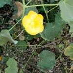 Abutilon hirtum flower picture by Venkat Nalimela (cc-by-sa)