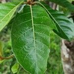 Byrsonima crassifolia leaf picture by Roshan Tailor (cc-by-sa)