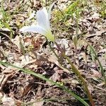 Zephyranthes atamasco habit picture by Brad Kelley (cc-by-sa)