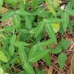 Desmodium paniculatum leaf picture by Bryan Wade (cc-by-sa)