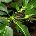 Astraea lobata leaf picture by Nelson Zamora Villalobos (cc-by-nc)