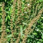 Rumex obtusifolius flower picture by B & C Maguire (cc-by-sa)