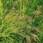 Bothriochloa insculpta habit picture by susan brown (cc-by-sa)