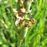 Anacamptis coriophora fruit picture by Roberto Righini (cc-by-sa)