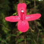 Asteranthera ovata flower picture by Daniel Barthelemy (cc-by-nc)