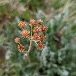 Achillea clavennae fruit picture by manuseitz (cc-by-sa)