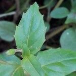 Epilobium alsinifolium leaf picture by Denis Bastianelli (cc-by-sa)