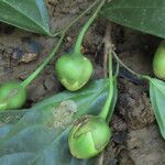 Quararibea parvifolia fruit picture by SINAC Pérez Greivin (cc-by-sa)