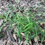 Leersia virginica habit picture by Eli Small (cc-by-sa)