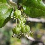 Acer sempervirens flower picture by Franco Colnago (cc-by-sa)