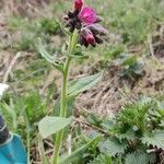 Pulmonaria mollis habit picture by lisl (cc-by-sa)