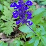 Salvia farinacea flower picture by Rita Chovan (cc-by-sa)