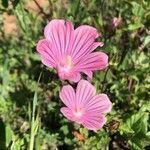 Malope malacoides flower picture by Fabrizio Foschi (cc-by-sa)