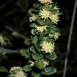 Baccharis racemosa flower picture by Daniel Barthelemy (cc-by-nc)