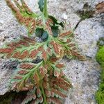 Asplenium adiantum-nigrum flower picture by Manuel Ibanez (cc-by-sa)