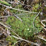 Ourisia muscosa habit picture by Fabien Anthelme (cc-by-sa)