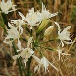 Pancratium canariense flower picture by Szabolcs Frater (cc-by-sa)