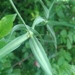 Lathyrus heterophyllus leaf picture by ChefTony (cc-by-sa)