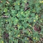 Trifolium badium habit picture by Didier EYCHENNE (cc-by-sa)