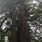 Sequoia sempervirens habit picture by Loic Vallée (cc-by-sa)