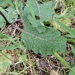 Salvia verbenaca leaf picture by Amendola Luigi (cc-by-sa)