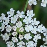 Sium latifolium flower picture by k sch (cc-by-sa)