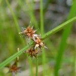 Carex echinata flower picture by huy HO (cc-by-sa)