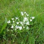 Ornithogalum orthophyllum habit picture by Rolf Zeller (cc-by-sa)