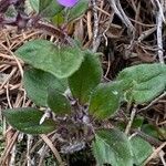 Clinopodium alpinum leaf picture by Jacques Zuber (cc-by-sa)