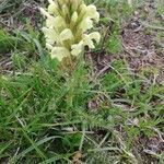 Pedicularis comosa flower picture by Pierre DIDIER-LAURENT (cc-by-sa)