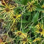 Rudbeckia subtomentosa flower picture by Catherine Ricker (cc-by-sa)